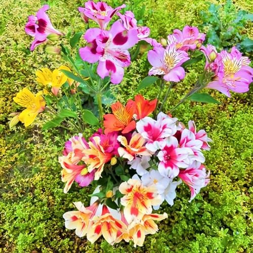 Mixed Color Alstroemeria Seeds 30 PCS Perennial Peruvian Lily Flower Seeds for Outdoor Garden Planting - Image 2