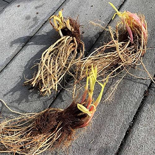 Eden Brothers Siberian Iris Roots - Black Flowered - Image 4