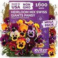 1,600 Swiss Giants Pansy Heirloom Flower Seeds, Viola Wittrockiana by KVITER
