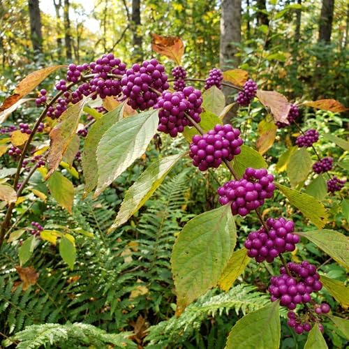Purple Beautyberry Shrub Live Plant, Purple Berries, 4'' Pot - Image 7