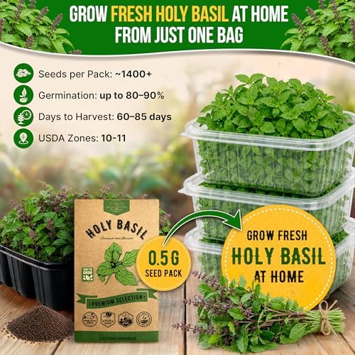 Organo Republic Holy Basil Seeds Pack 0.5 G - Over 1,400 Non-GMO Heirloom Basil Seeds for Planting Herbs in Individual Seed Packet, Herbs Seeds for Planting Home Garden Indoor & Outdoor Gardening - Image 4