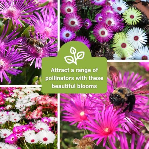 Sow Right Seeds - Mixed Annual Ice Plant Seed for Planting Flower Garden - Image 6