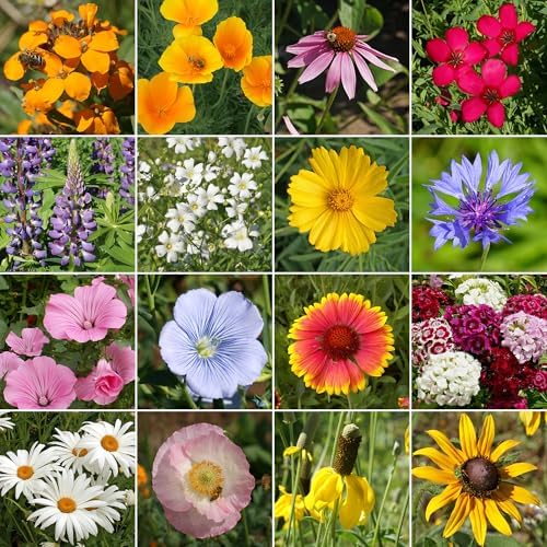 Ferry-Morse North American Bulk Wildflower Seeds, 239,000+, 1 lb - Image 2
