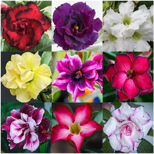 Desert Rose Seeds 100 Count, Mixed Colors, Adenium Obesum, Bonsai by Unknown