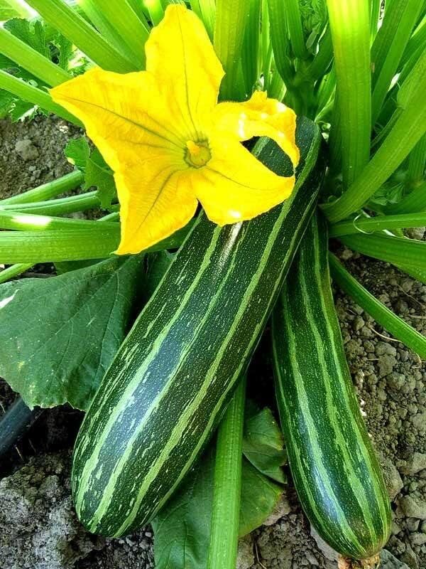 25 Organic Cocozelle Zucchini Summer Squash Seeds for Planting. Non GMO and Heirloom. 3 Grams of Seeds. Garden Vegetable Survival - Image 2