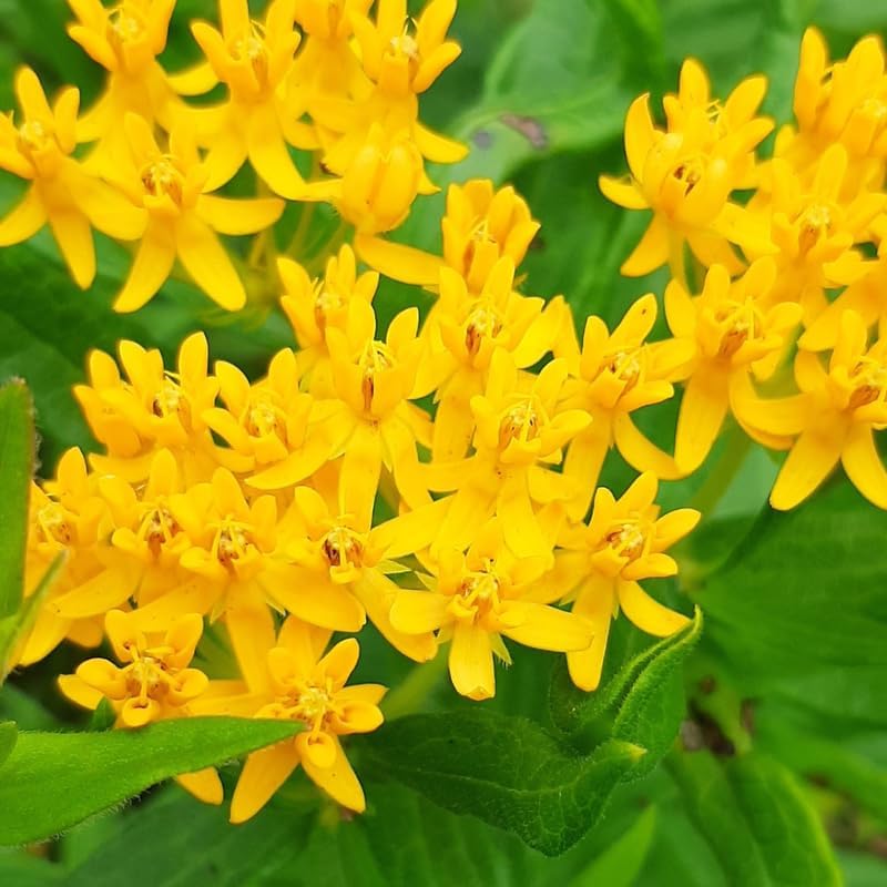 2 Yellow Milkweed Live Plants, Perennial Flower Plant, 4-8 Inch Tall - Image 2
