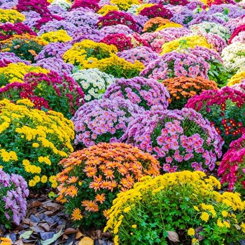 5000+pcs Wildflower Chrysanthemum Seeds for Planting, Perennial Wildflower Hummingbirds Vine Flower Seeds Plants, Non-GMO Heirloom Blooms Open Pollinated Flowers Plants for Home Garden Outdoors - Image 3