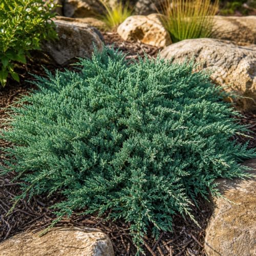 Blue Rug Juniper Wiltonii | 5 Large 4 Inch Pots | Juniperus Horizontalis | Creeping Ground Cover, Low Maintenance Shrub, Drought Tolerant, Evergreen Foliage, Fast Growing, Erosion Control - Image 4