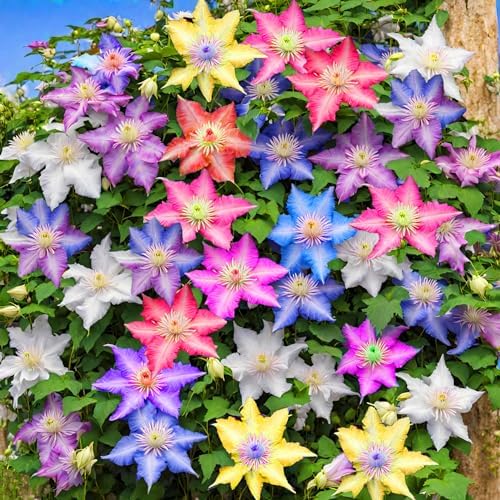 Mixed Clematis Seeds Flower Vine Perennial Flower 20 Pcs Seeds by seedsofstrength