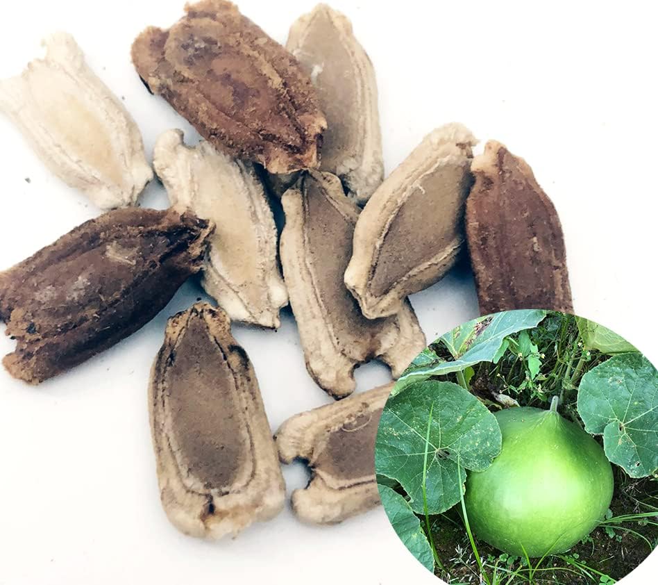 Bushel Basket Gourd Seeds (Lagenaria siceraria) 10 Seeds (3 g) - Huge Gourds for Crafts by Smoke Camp Crafts - Image 3