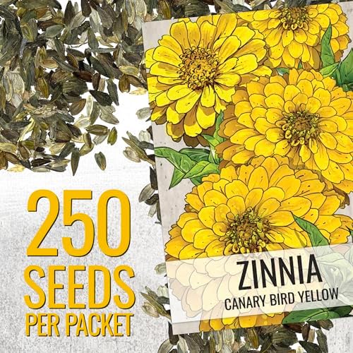 Seed Needs Canary Bird Zinnia Seeds to Plant Cut Flowers 5 Packs - Image 2