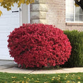 5 Dwarf Burning Bushes - 6-12" Tall Live Plants by Unknown
