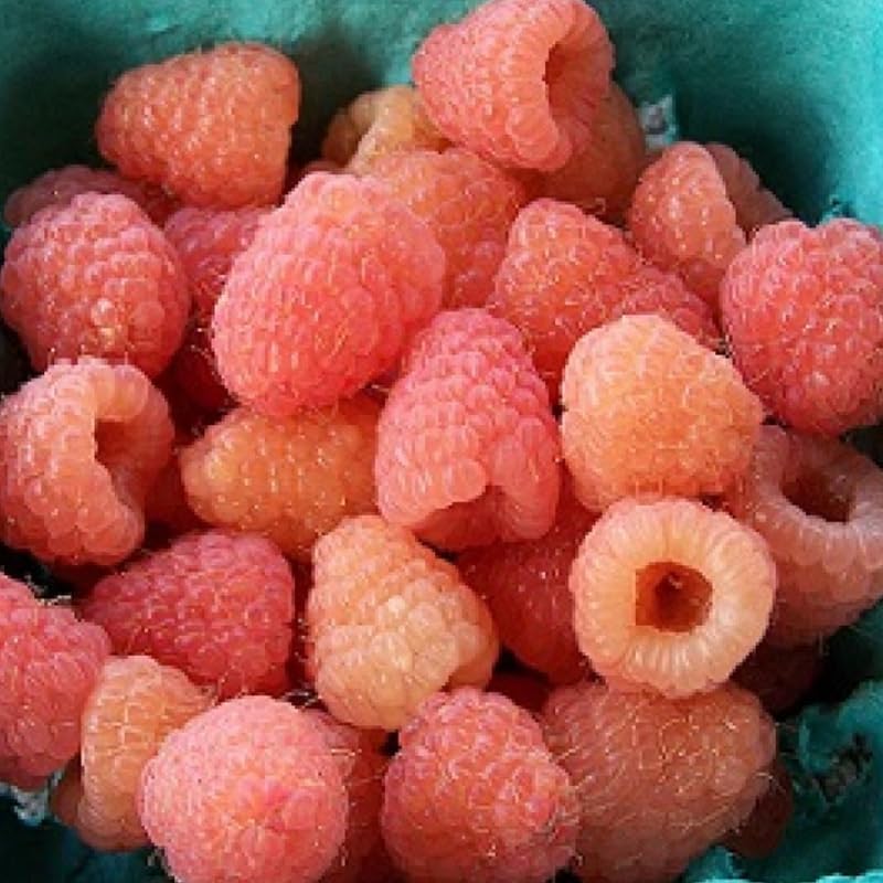 Double Gold Raspberry Live Plant Potted 1-2 Years Old, Berry Bush - Image 5