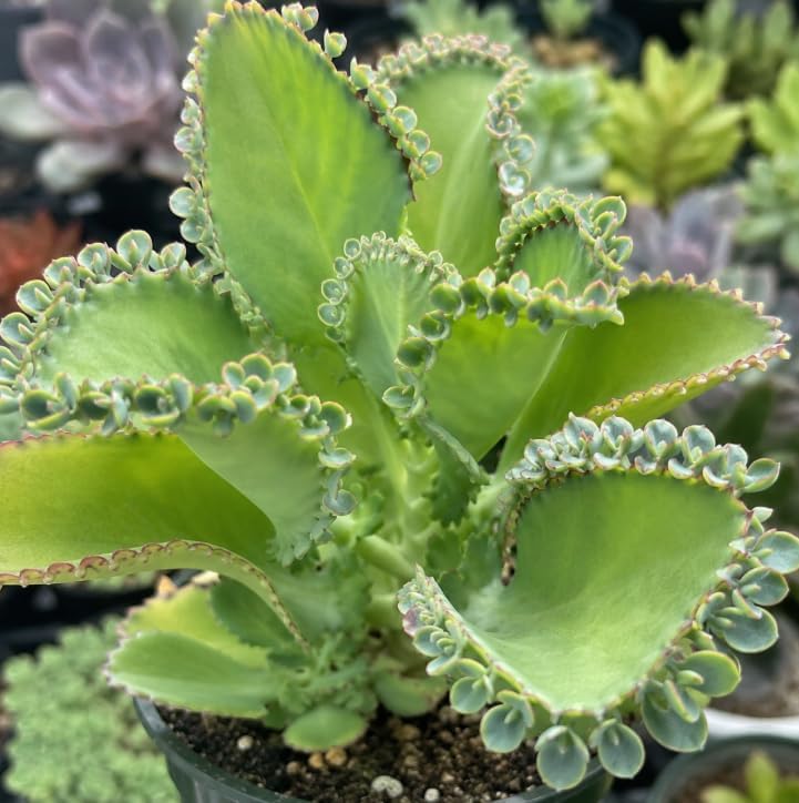 Kalanchoe Mother of Thousands Plant Live for Planting, Green Kalanchoe Succulent Plant for Indoor Outdoor in 2 Inch Pot - Image 2