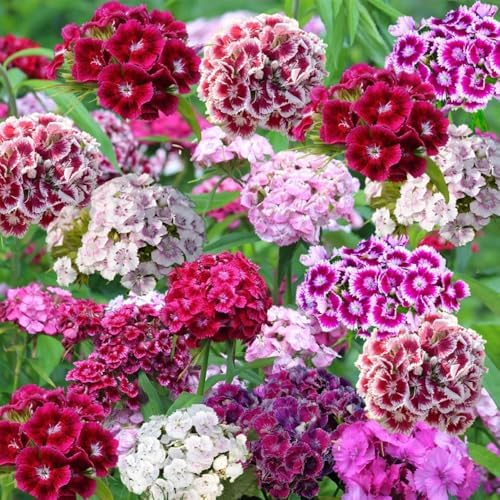 5000+ Sweet William Seeds Perennial for Planting-Dianthus Seeds Sweetness Flower Non-GMO Heirloom for Outdoor Garden Hardy to USDA Zones 3-9 - Image 2