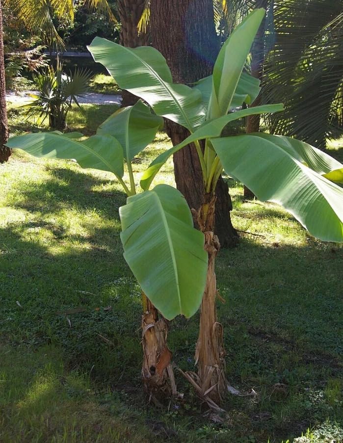 2 Basjoo Banana Tree Live Plants Cold Hardy Banana Plant Flowering Bananas Shurb Hardy Bananas Ornamental Plants 4-7 Inch Tall - Image 5