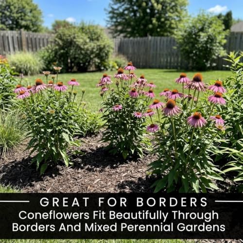 5 Purple Coneflower Live Plant Plugs – Echinacea Summer Flowering Perennial - Image 6