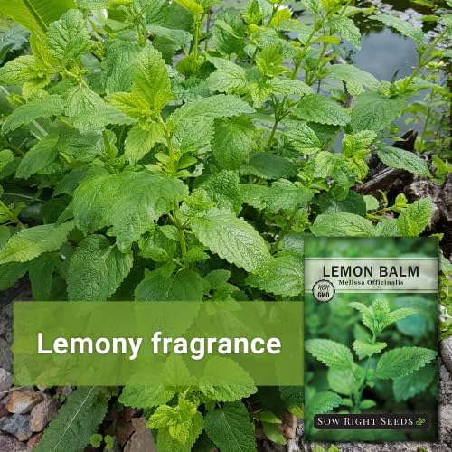 Sow Right Seeds - Lemon Balm Seed for Planting Perennial Medicinal Herb 3pk - Image 3