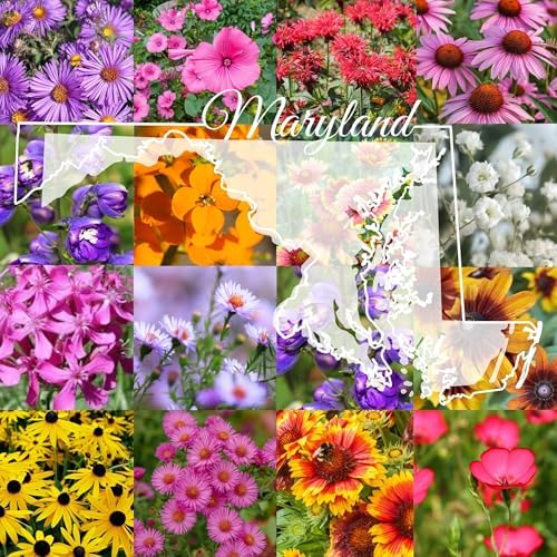 Maryland Bulk Wildflower Seed Mix 1/4lb Covers 500sq-ft - Attract Pollinators, Multi-Color Perennial and Annual Non-GMO Blooms - Northeast US Species Plant in Spring/Fall (1/4 Pound) by PaperStreetPerennials