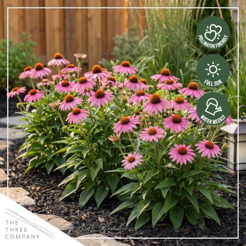 Coneflower (Echinacea) - Pink Blooms, Live Pollinator-Friendly Flowering Perennial, 12" Tall by 6" Wide in 2 Qt Pot - Image 7