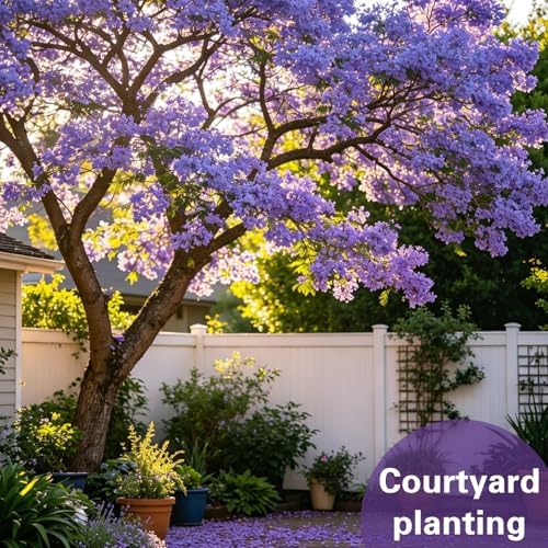 Blue Jacaranda Tree Seeds, Blue-Violet Blooming Ornamental Deciduous Trees - Image 5