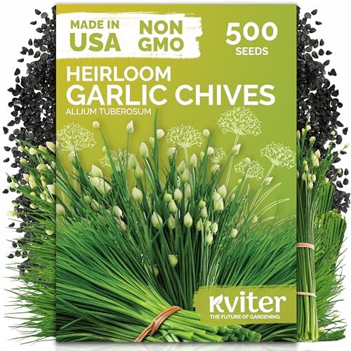 500 Garlic Chives Heirloom Herb Seeds for Planting, Allium Tuberosum by KVITER