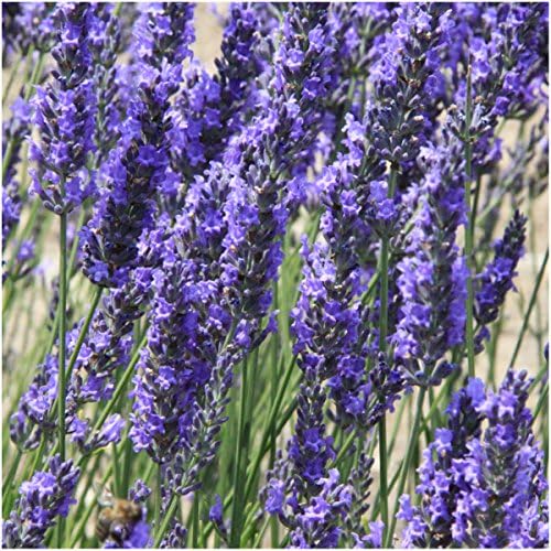 Seed Needs Spike Lavender Seeds to Plant an Herb Garden - 1 Pack - Image 3