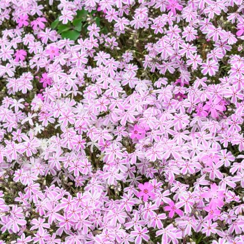 2 Stripe Creeping Phlox Live Plants, Perennial Flower Plant, 4-7 Inch Tall - Image 2