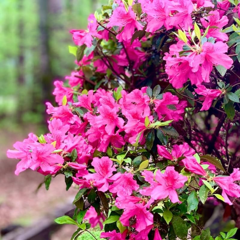 Pink Reblooming Azalea Live Plant, Cold Hardy Bush, 4 Inch Tall, 4 Inch Pot - Image 2