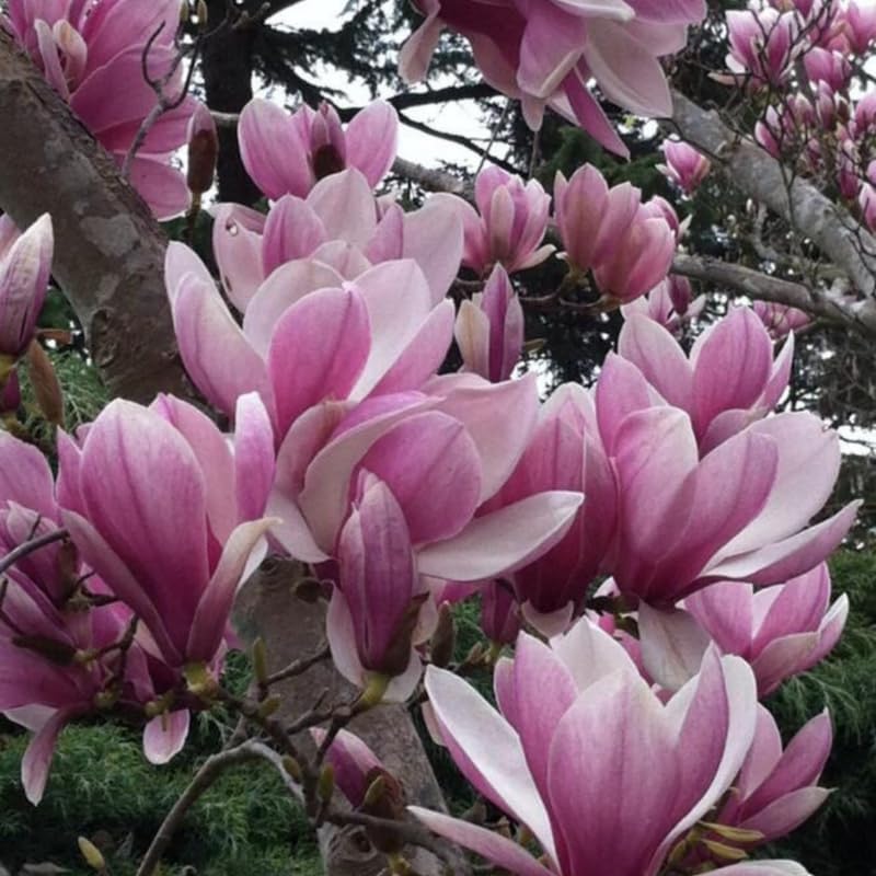 Jane Magnolia Flower Tree, Hardy Ornamental Flowering Plant, Gallon Pot - Image 6