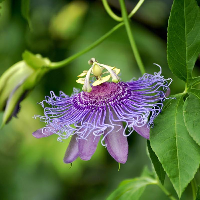 Lavender Passion Flower Live Plant, Passiflora Trellis Vine, 4-8 Inches - Image 2