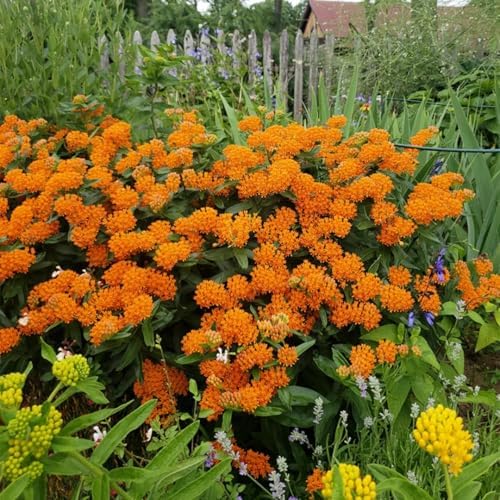 3 Orange Milkweed Live Plants, Milkweed Flower Plant, 5-7 Inc - Image 3