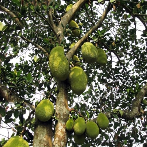 Set of 2 Jackfruit Live Plants, 7-12 in, with Pot - Image 3