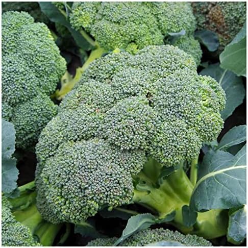 1 Oz Organic Waltham Broccoli Seeds - Gold Vault Packet by Everwilde+Farms