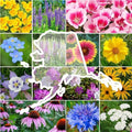 Eden Brothers Alaska Wildflower Mixed Seeds for Planting, 1 lb by EdenBrothers