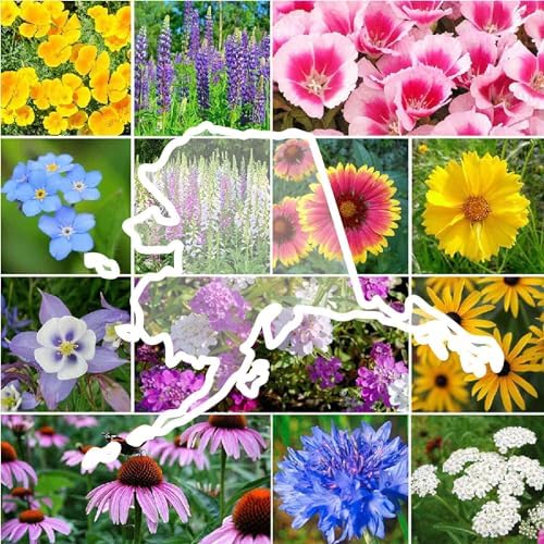 Eden Brothers Alaska Wildflower Mixed Seeds for Planting, 1/4 lb by EdenBrothers