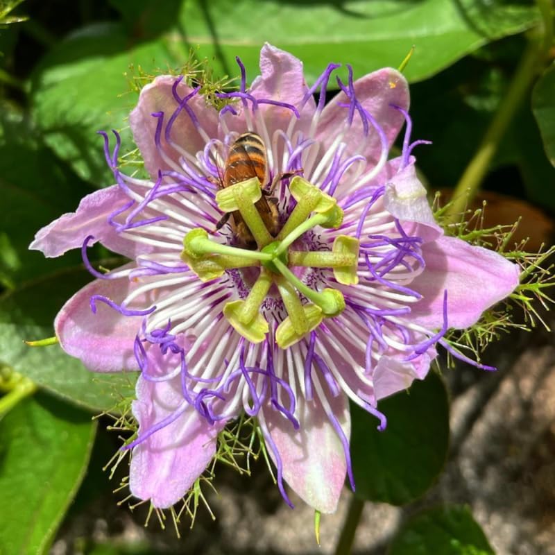 2 Purple Passion Flower Live Plants, Passiflora Vine to Grow 5-7" Tall - Image 4