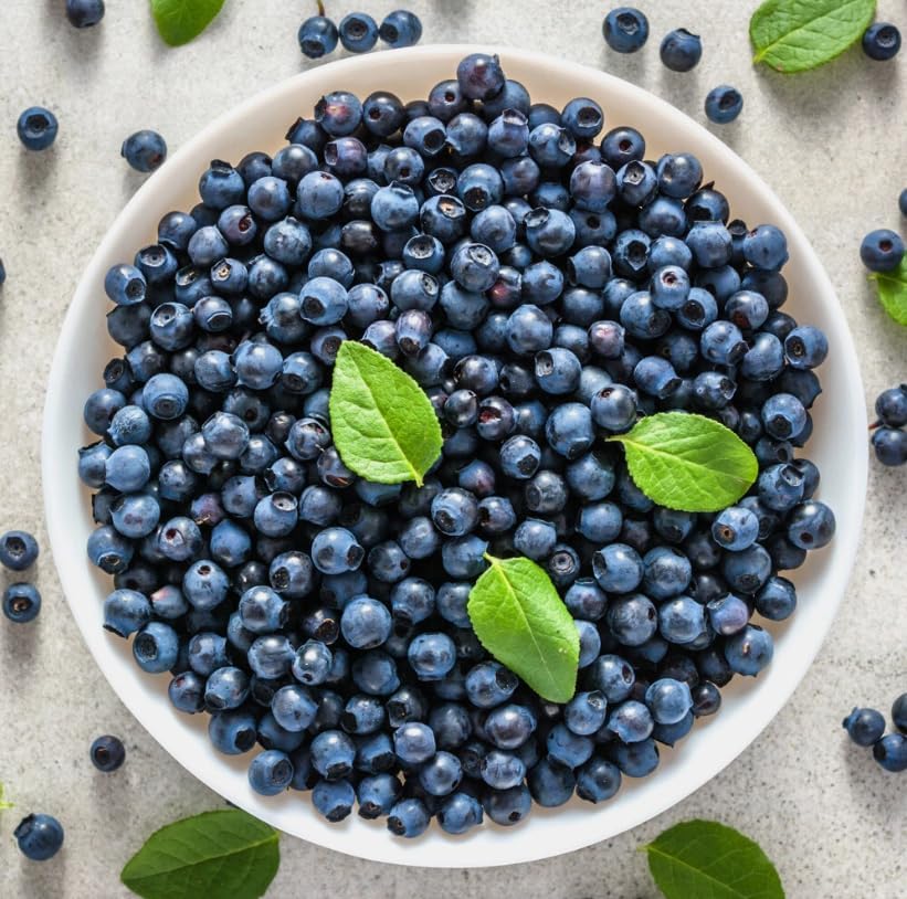 Pack 2 Top Hat Blueberry Bush Live Plant Vibrant Blue Berries Blueberry Plant Live for Planting, 5-10 Inc Tall 4 Inc Pot - Image 4