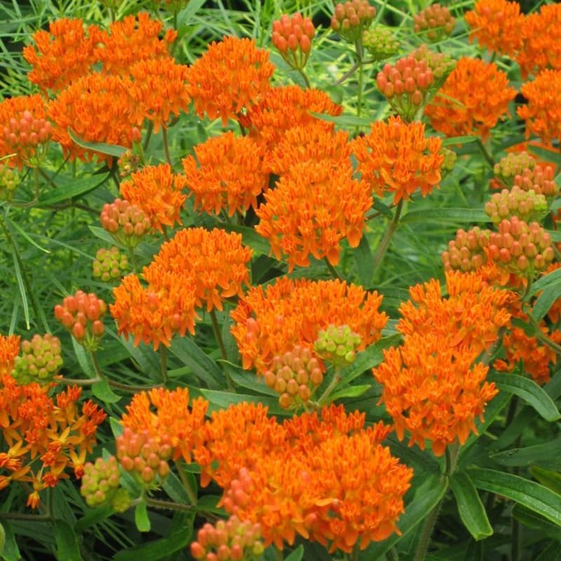 2 Orange Milkweed Live Plants, Flowering Plant, 4-7 Inch Tall - Image 5