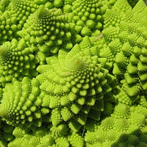 Broccoli Romanesco 50 Seeds per Packet - Rare & Unique - Image 2