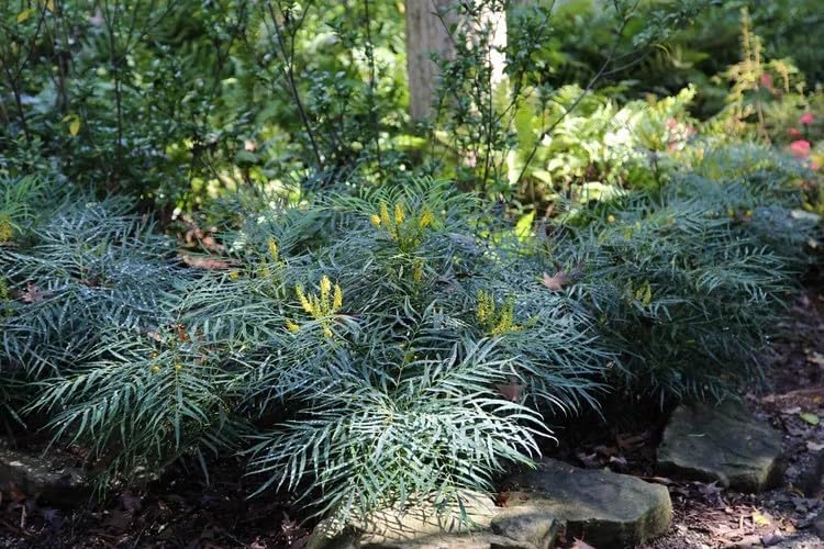 Southern Living Soft Caress Mahonia,1-Gallon Evergreen Flowering Shrub, 3-4 ft Tall and Wide, Yellow Blooms - Image 3