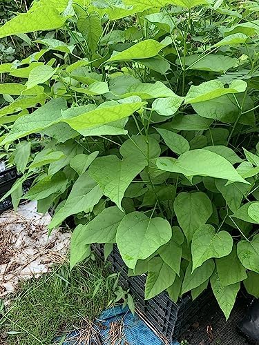 Catalpa speciosa, 2-3 Year Old Stubby Bonsai,Northern Catalpa, Cigar Tree - Image 5