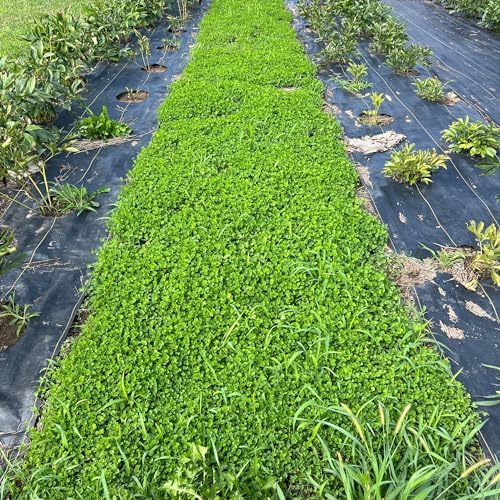 Mountain Valley Seed Co Micro Clover Seed for Lawn 1 Oz ~25,000 Microclover - Image 4