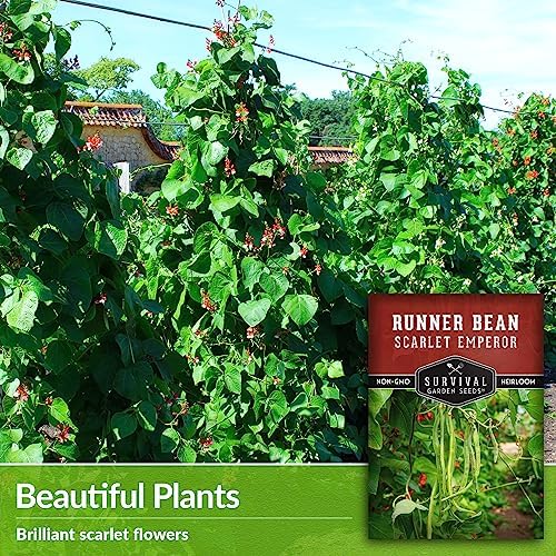 Scarlet Emperor Bean Seeds for Planting - Survival Garden Seeds (1 Pack) - Image 4