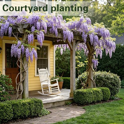 Wisteria Seeds for Planting Outdoor, Perennial Vine Fragrant Purple Flowers - Image 5