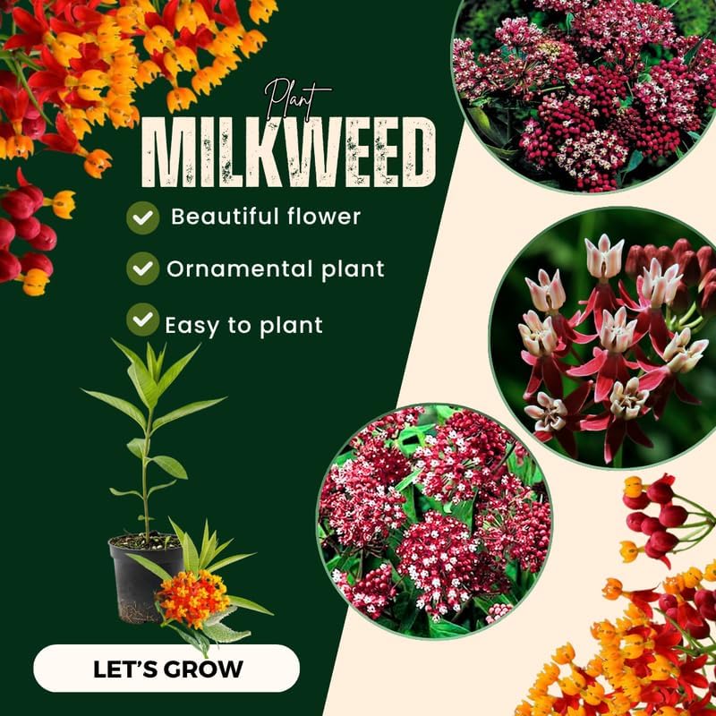 2 Deep Red Butterfly Milkweed Plants Live, Flowering Plant, 4-9 Inch Tall - Image 5