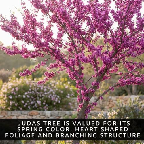30 Judas Tree Seeds | Flowering Tree Seeds for Planting - Image 3