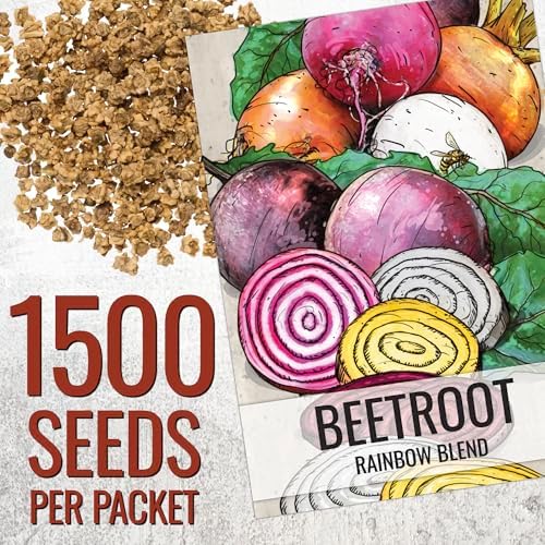 Seed Needs Rainbow Beet Seeds 1,500 Vegetable Seeds Non GMO Bulk Pack - Image 3