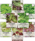 Seed Needs Lettuce Seeds Variety Pack of 8 Non-GMO Heirloom Vegetables by SeedNeeds