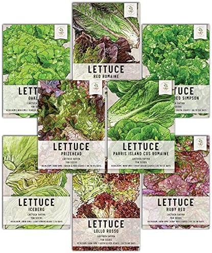 Seed Needs Lettuce Seeds Variety Pack of 8 Non-GMO Heirloom Vegetables by SeedNeeds